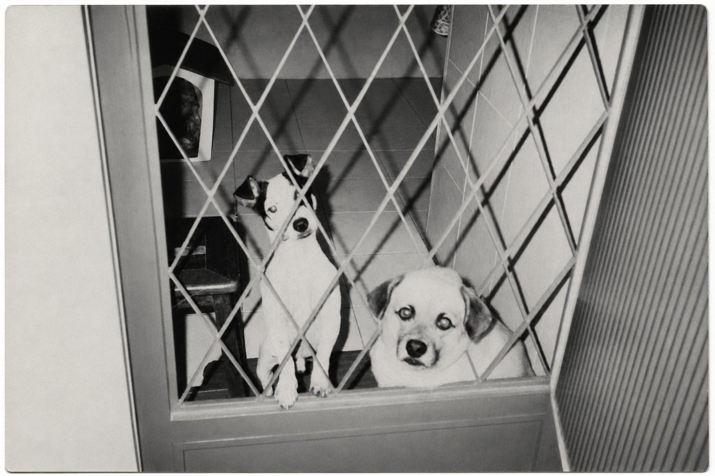 The same photograph returned in black and white, the magenta cast and the remaining color both gone