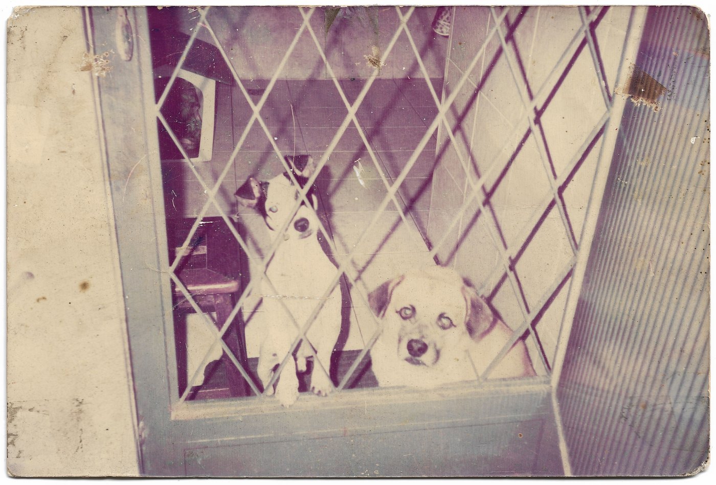 A color photograph of two dogs behind a lattice screen door, stained and shifted to magenta